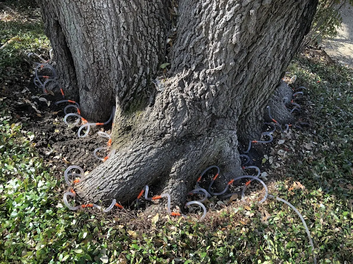 Detailed Tree Cabling and Bracing job site in Wilburton