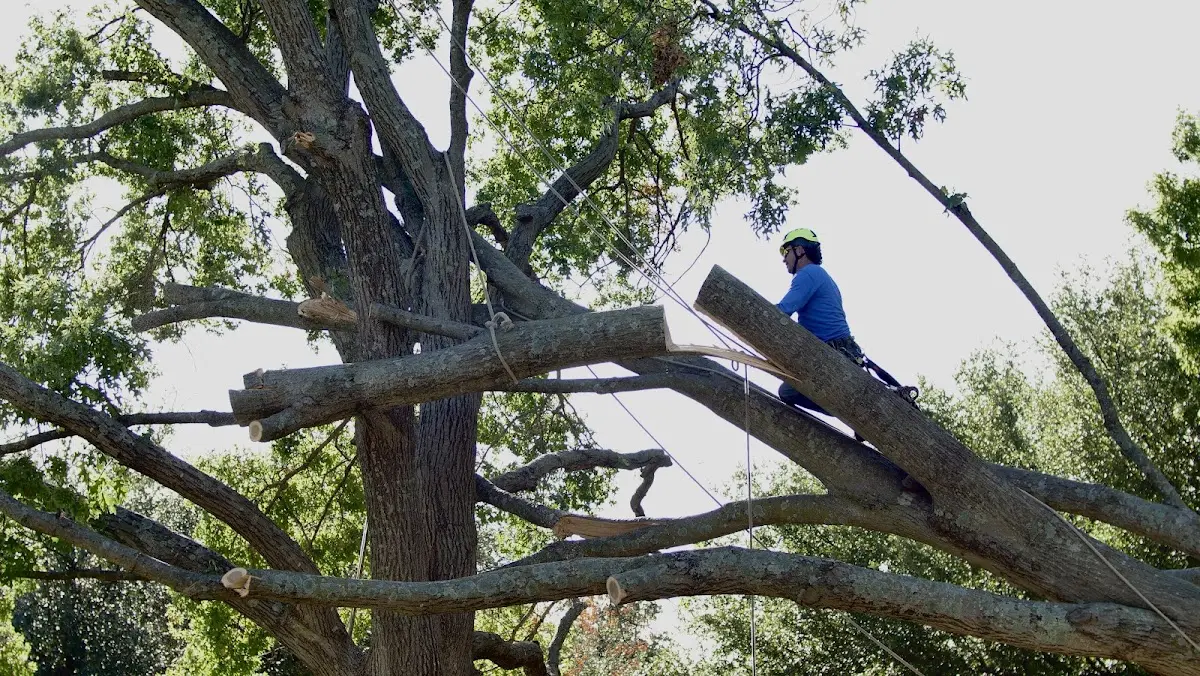 Professional Crown Thinning performed by certified arborists in Wilburton