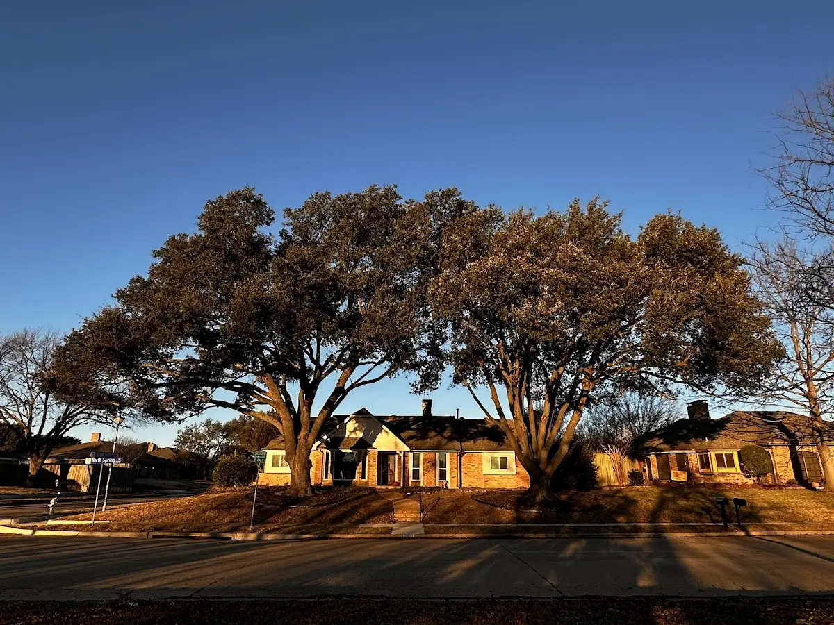 Established residential canopy tree shading a home in Wilburton